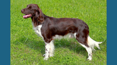 Small Munsterlander Pointer 8