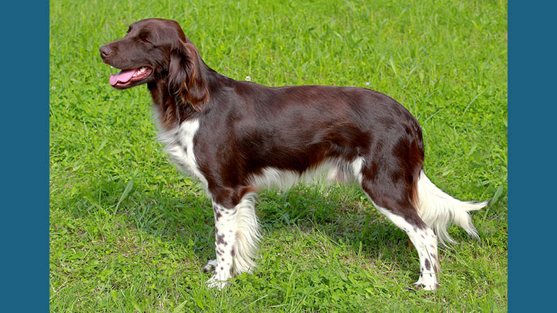Small Munsterlander Pointer 8