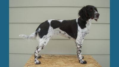 Small Munsterlander Pointer 9