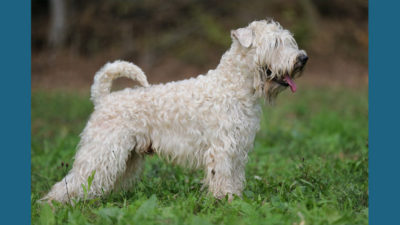 Soft Coated Wheaten Terrier 1