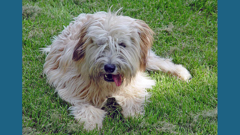 Soft Coated Wheaten Terrier 2