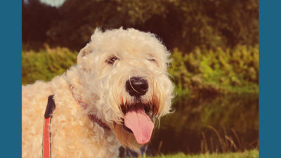 Soft Coated Wheaten Terrier 3