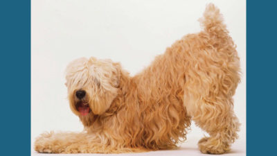 Soft Coated Wheaten Terrier 4