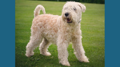 Soft Coated Wheaten Terrier 5