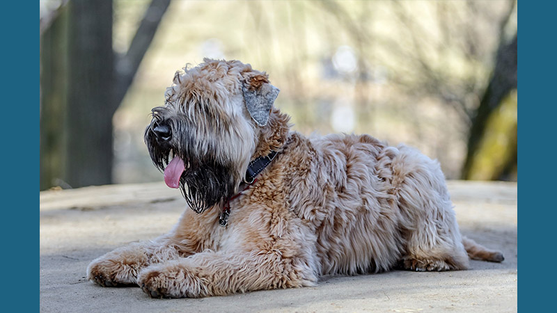 Soft Coated Wheaten Terrier 7