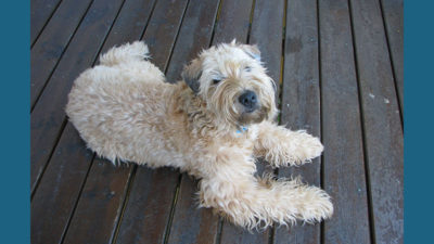 Soft Coated Wheaten Terrier 8