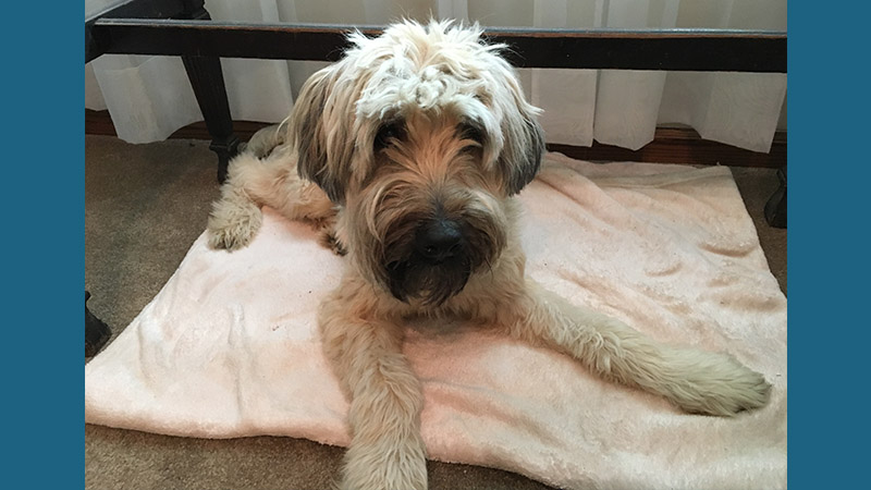 Soft Coated Wheaten Terrier 9