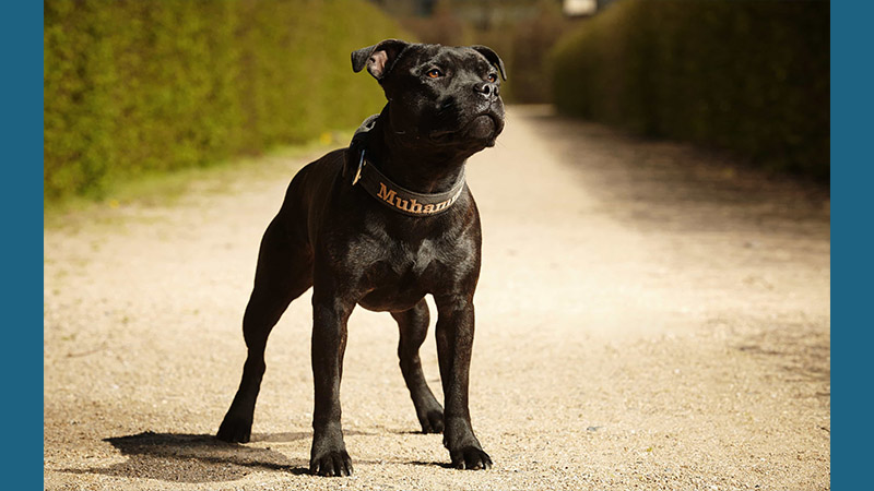 Staffordshire Bull Terrier 1