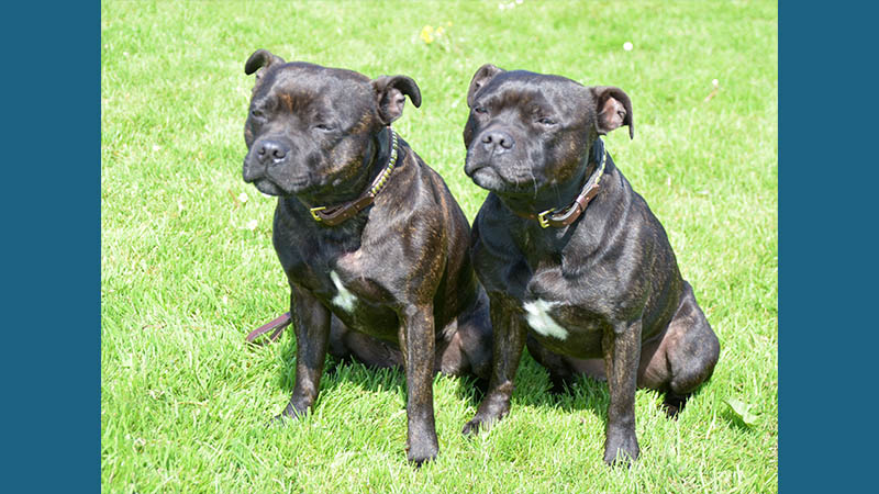 Staffordshire Bull Terrier 10