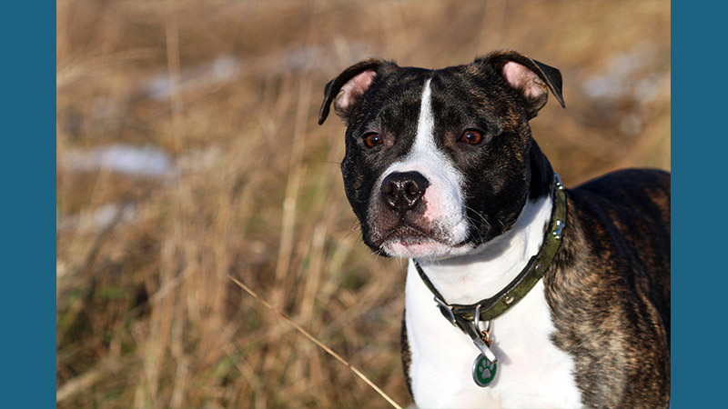 Staffordshire Bull Terrier 11