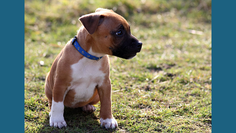 Staffordshire Bull Terrier 12