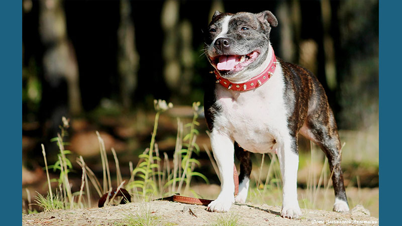 Staffordshire Bull Terrier 13