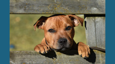 Staffordshire Bull Terrier 14