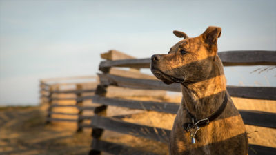 Staffordshire Bull Terrier 15