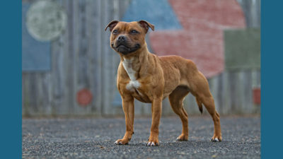 Staffordshire Bull Terrier 2