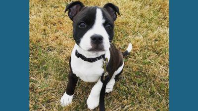 Staffordshire Bull Terrier 3