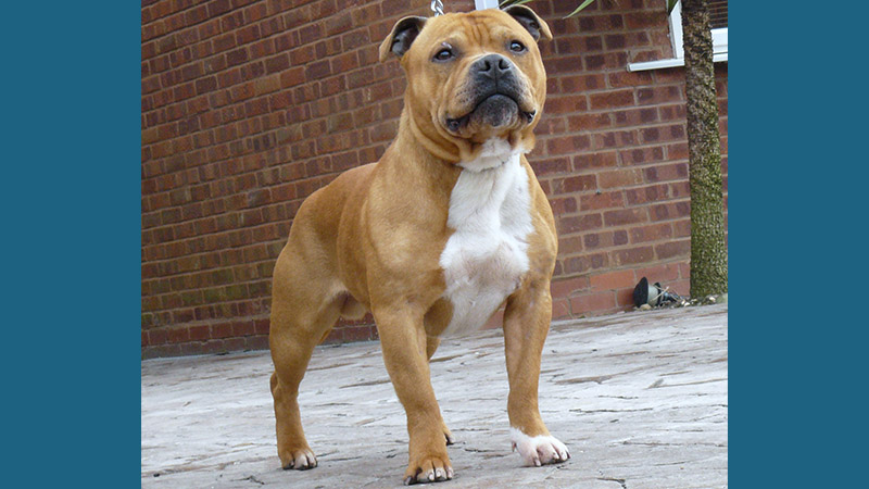 Staffordshire Bull Terrier 5