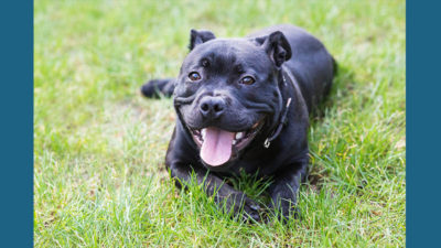 Staffordshire Bull Terrier 6