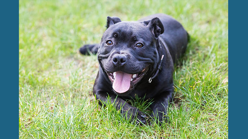 Staffordshire Bull Terrier 6