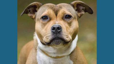 Staffordshire Bull Terrier 7