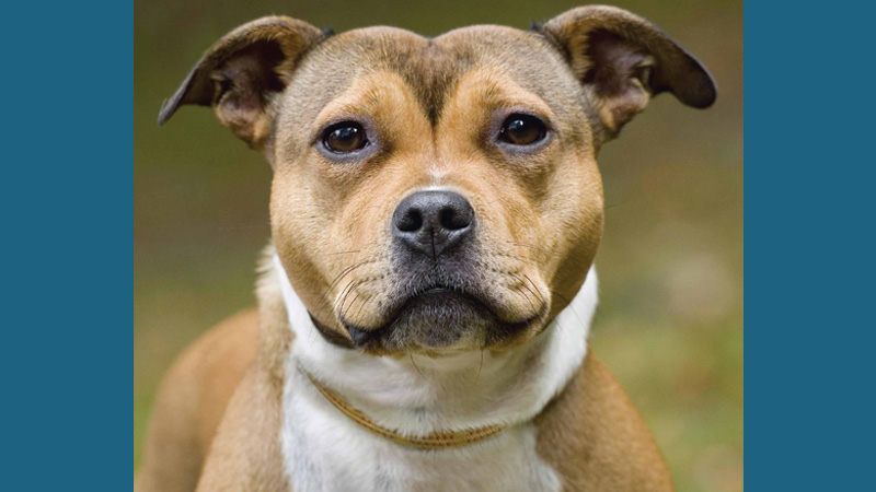 Staffordshire Bull Terrier 7