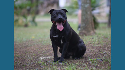 Staffordshire Bull Terrier 8