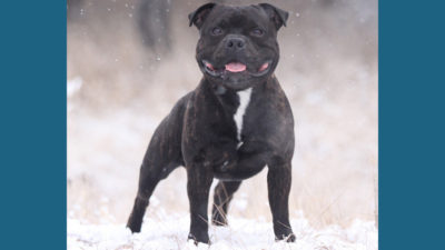 Staffordshire Bull Terrier 9