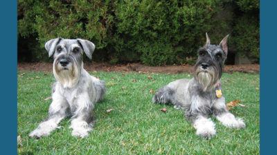 Standard Schnauzer 1