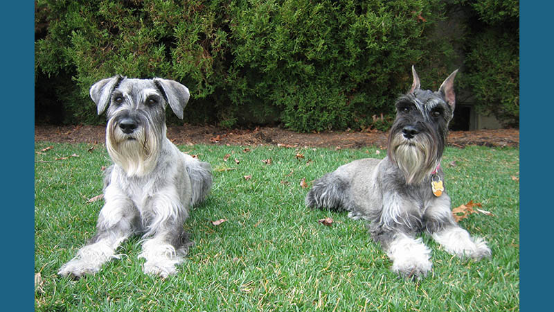 Standard Schnauzer 1