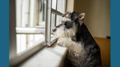 Standard Schnauzer 10