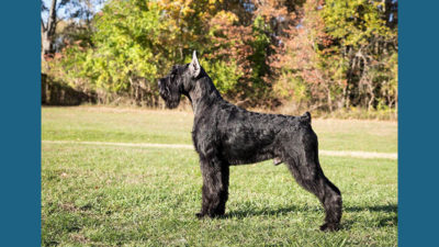 Standard Schnauzer 11