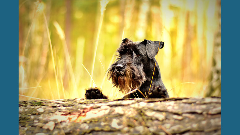 Standard Schnauzer 12