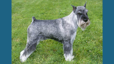 Standard Schnauzer 13