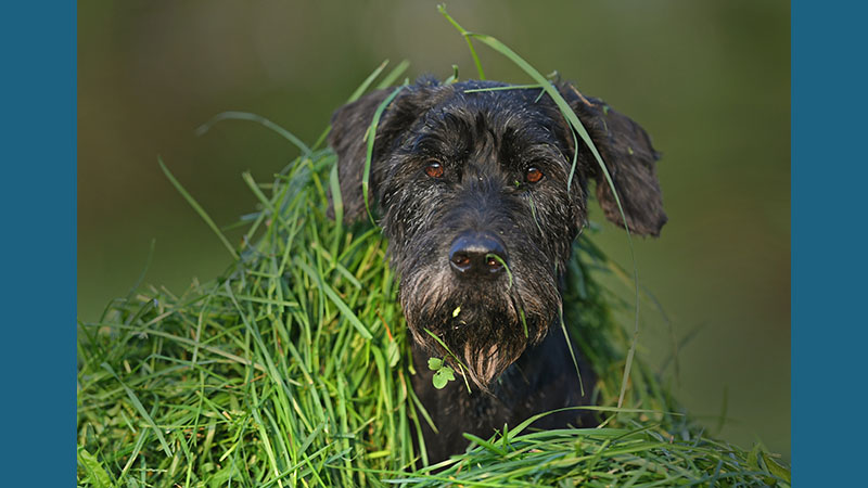 Standard Schnauzer 2