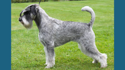 Standard Schnauzer 3