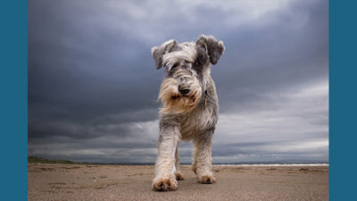 Standard Schnauzer 4