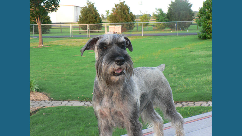 Standard Schnauzer 5