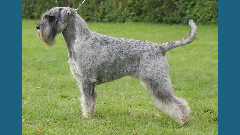 Standard Schnauzer 6