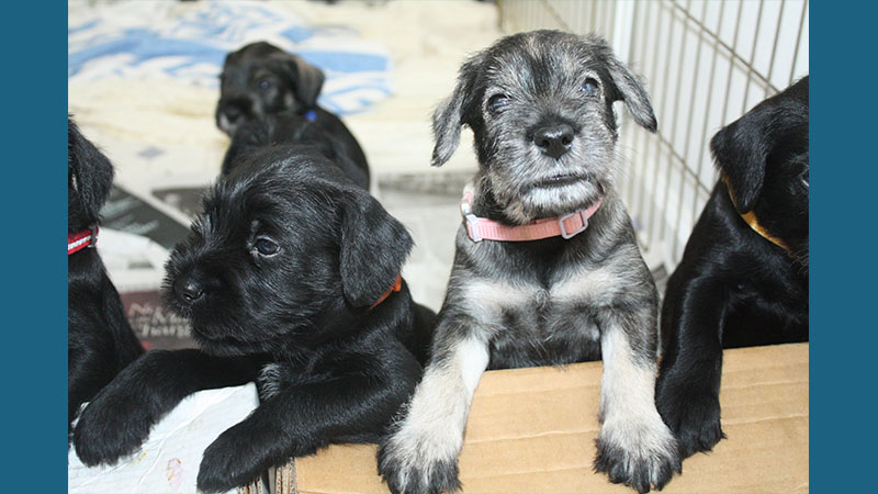 Standard Schnauzer 7