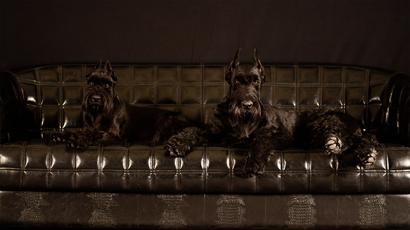 Standard Schnauzer 8