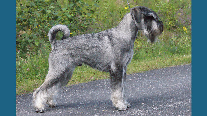 Standard Schnauzer 9