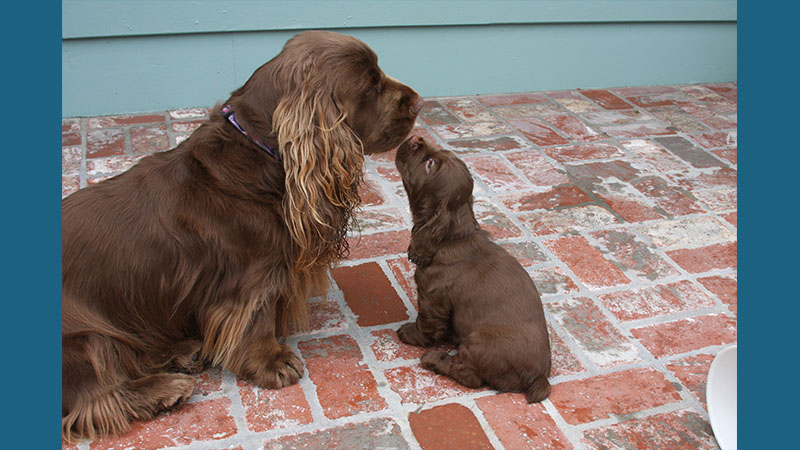 Sussex Spaniel 1