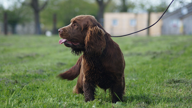 Sussex Spaniel 10