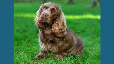 Sussex Spaniel 11