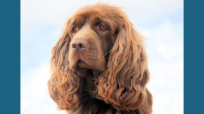 Sussex Spaniel 2