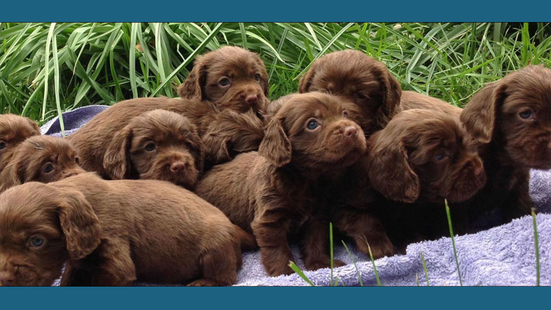 Sussex Spaniel 3