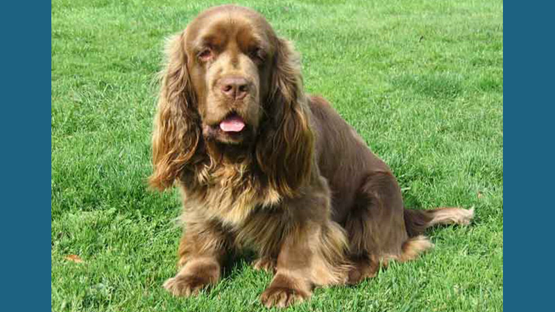 Sussex Spaniel 4