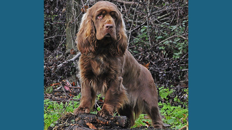 Sussex Spaniel 5