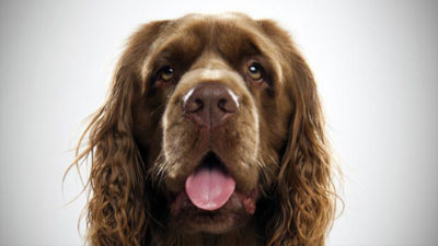 Sussex Spaniel 6