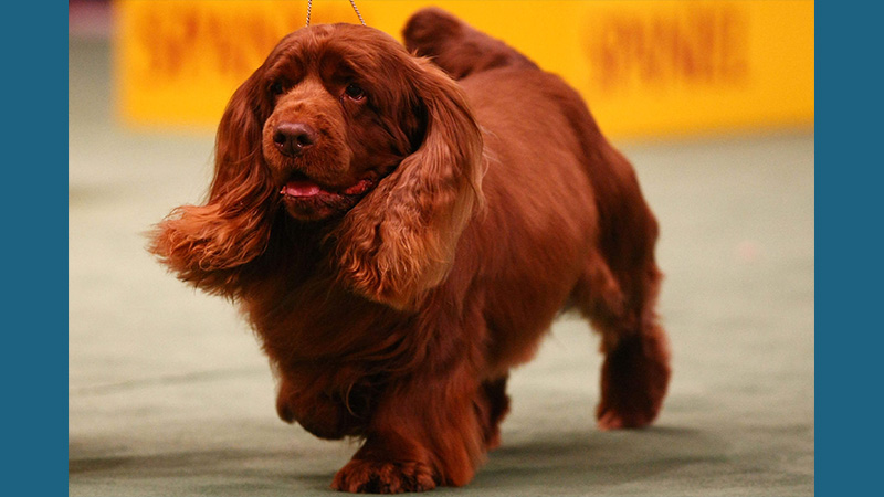 Sussex Spaniel 7